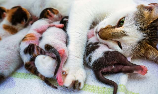 A mother cat nuzzles her kittens, which are peacefully nestled beside her.