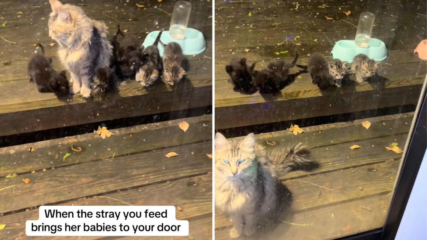 A fluffy mother cat stands with her four kittens on a wooden porch, near a water dish.
