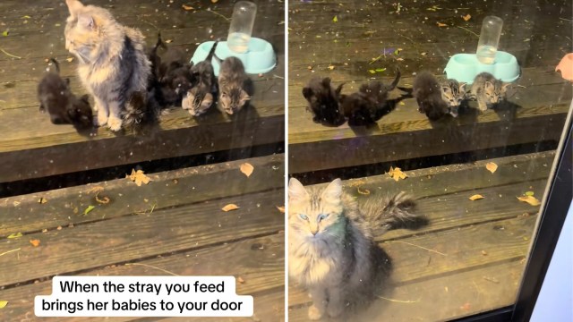 A fluffy mother cat stands with her four kittens on a wooden porch, near a water dish.