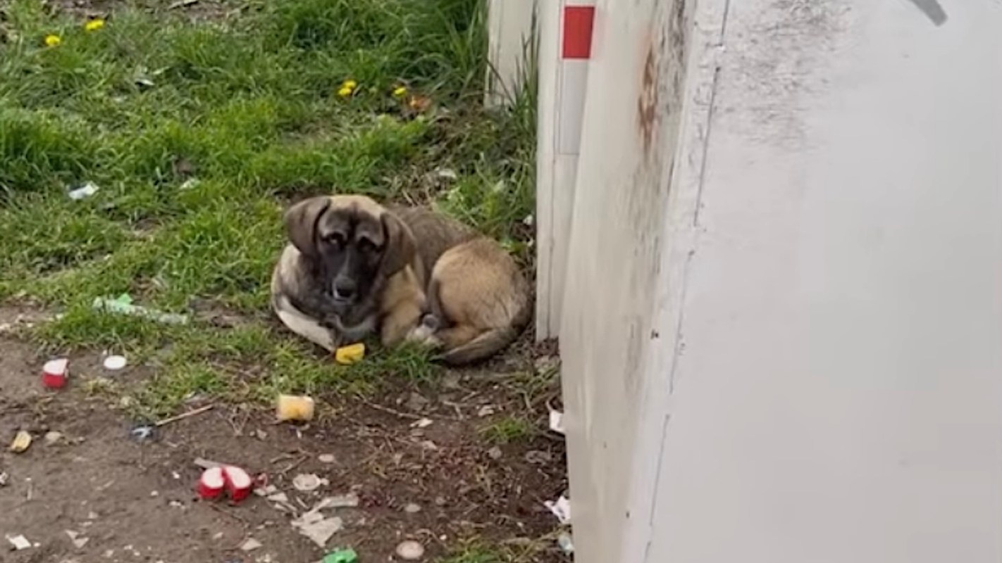 A dog is resting on the ground amid litter.