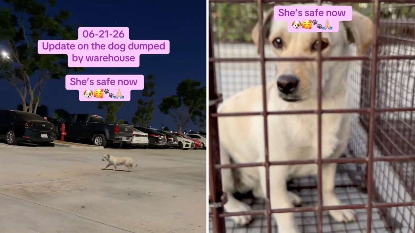 A dog wanders at night and is then rescued.