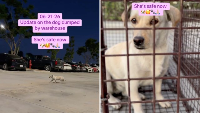 A dog wanders at night and is then rescued.