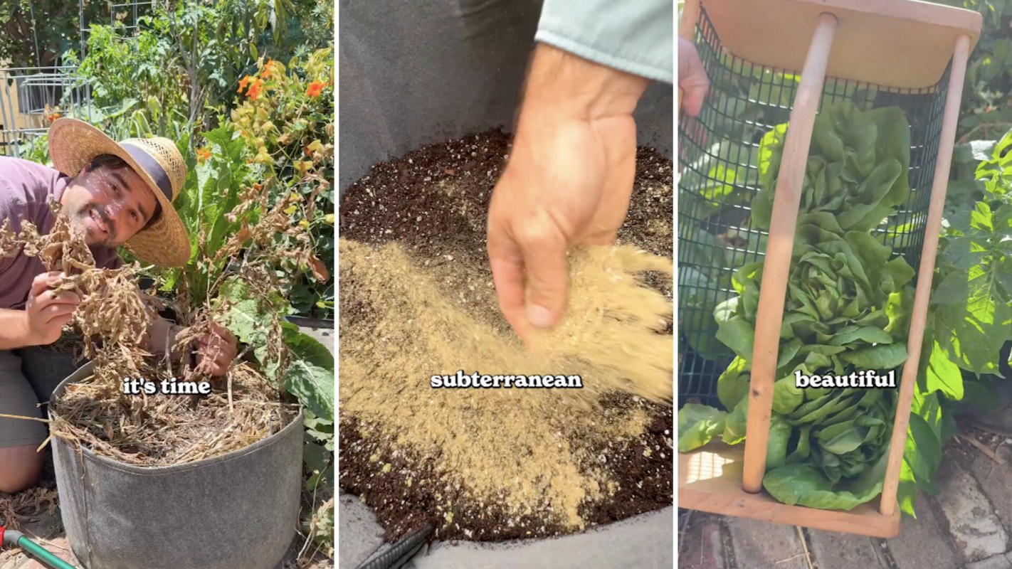A gardener harvests plants, prepares soil, and showcases freshly picked lettuce in various stages of gardening work.