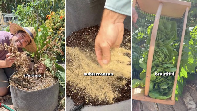 A gardener harvests plants, prepares soil, and showcases freshly picked lettuce in various stages of gardening work.
