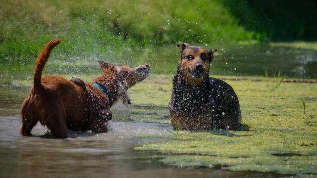 Two dogs splash and play in a shallow pond with green algae.