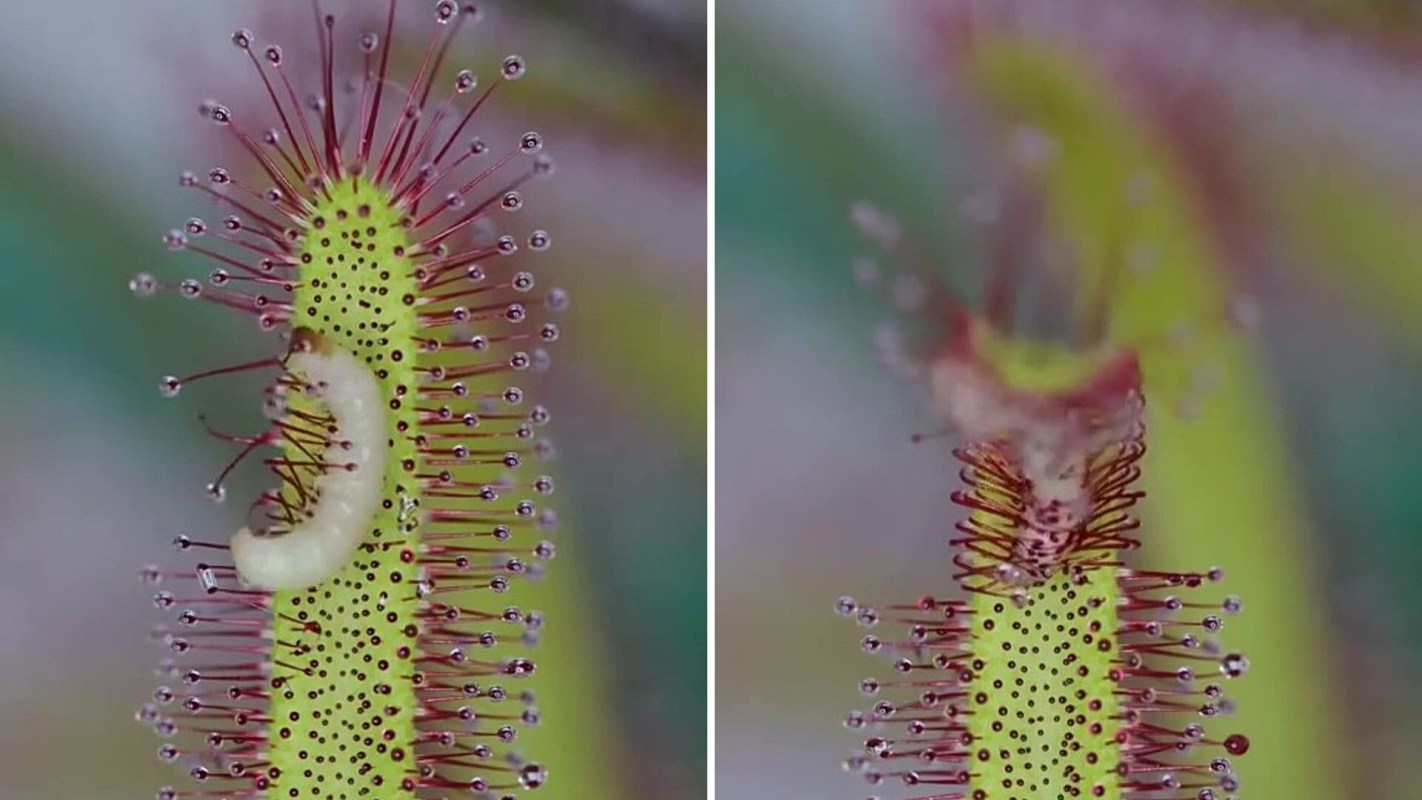 A close-up of a carnivorous plant capturing a grub with its sticky, red-tipped hairs.