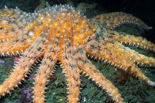 A sunflower sea star.