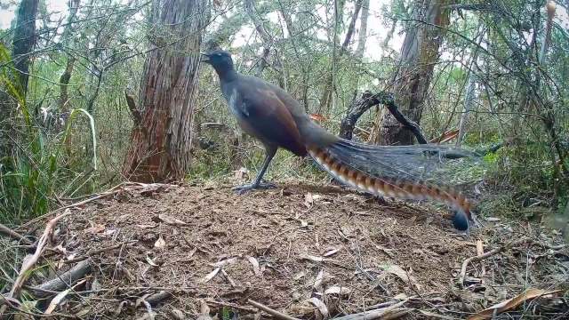 A lyrebird standing on leaves.