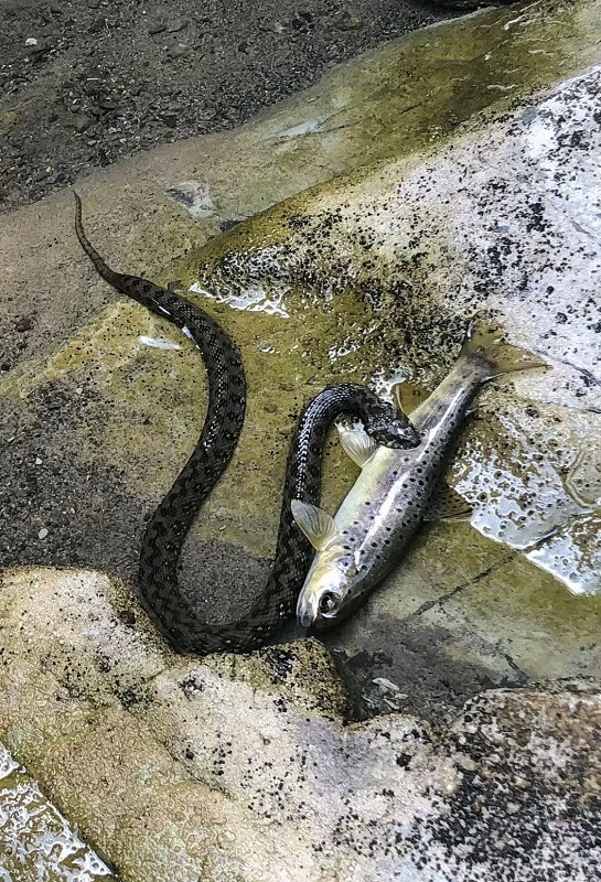 A brown trout partially emerges from water while a snake wraps around its body.