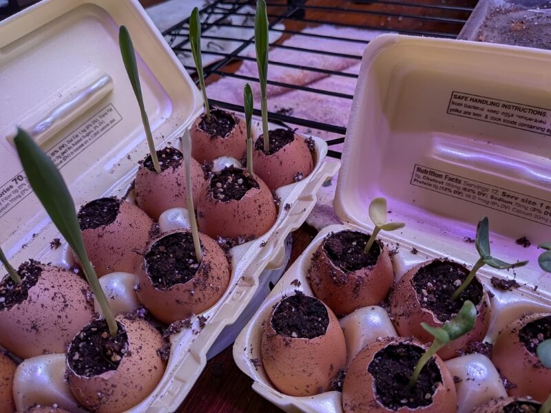 Several empty egg shells filled with soil and sprouting corn plants.