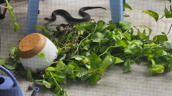 A brown snake partially hidden among green plants and a tipped-over pot on a concrete surface.