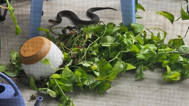 A brown snake partially hidden among green plants and a tipped-over pot on a concrete surface.
