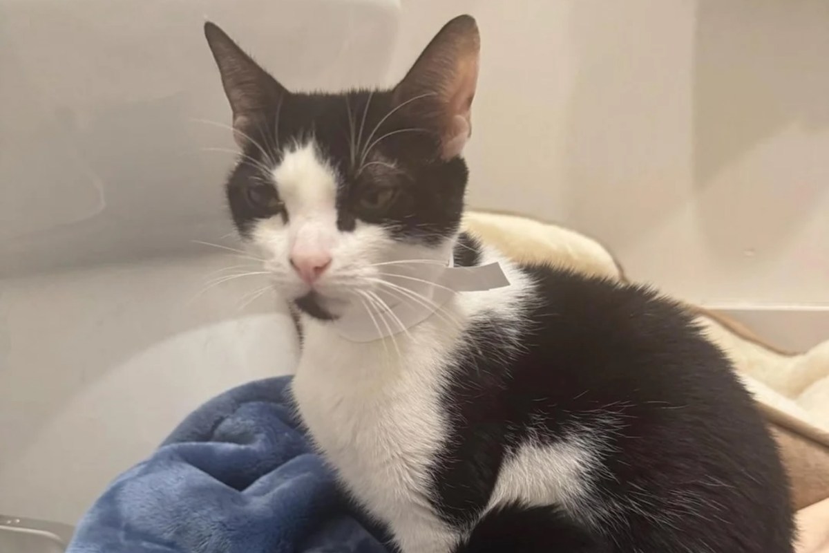 A black and white cat sitting on a soft blanket.