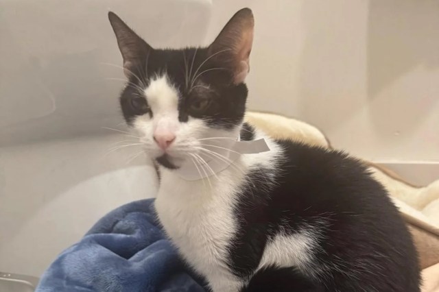 A black and white cat sitting on a soft blanket.