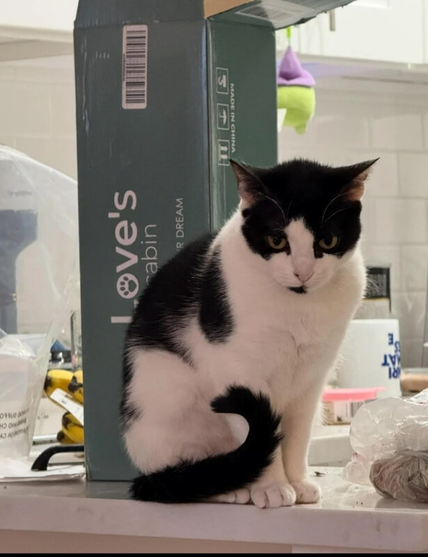 A black and white cat at healthy weight.