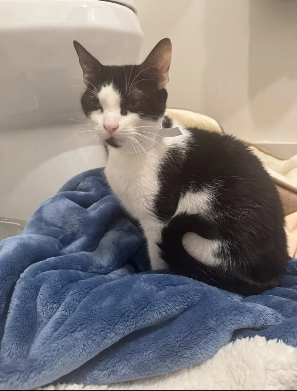 A thin black and white cat.