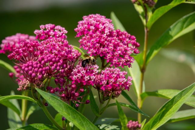 A bumblebee perched on swamp milkweed.