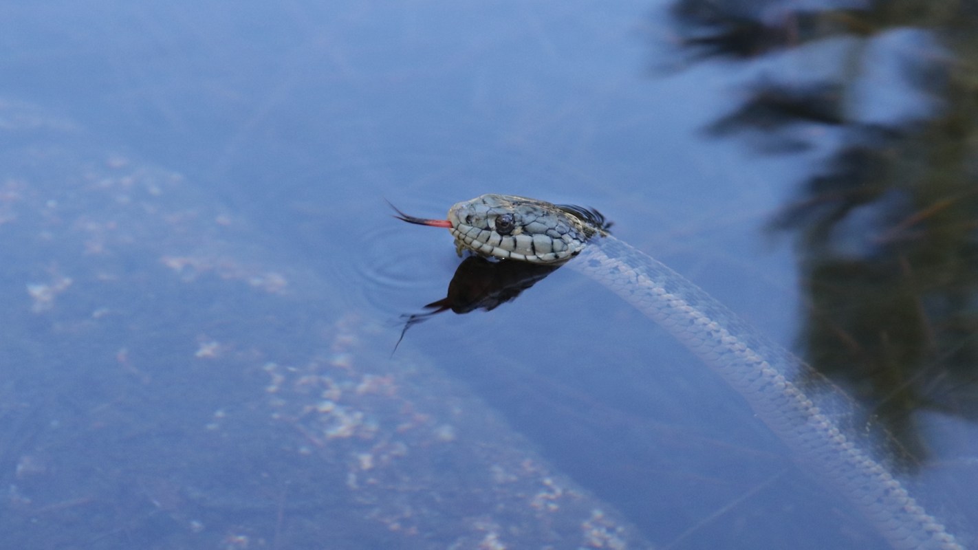 A snake partially emerges from calm water, tongue flicking out.