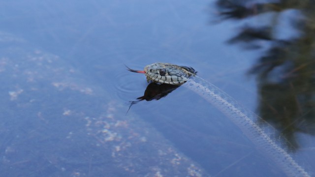 A snake partially emerges from calm water, tongue flicking out.