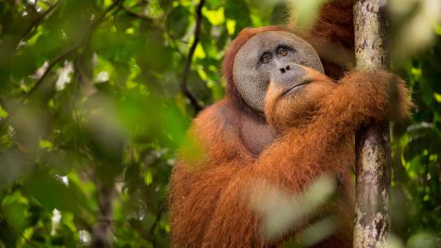 An orangutan resting against a tree, surrounded by lush green foliage in its natural habitat.