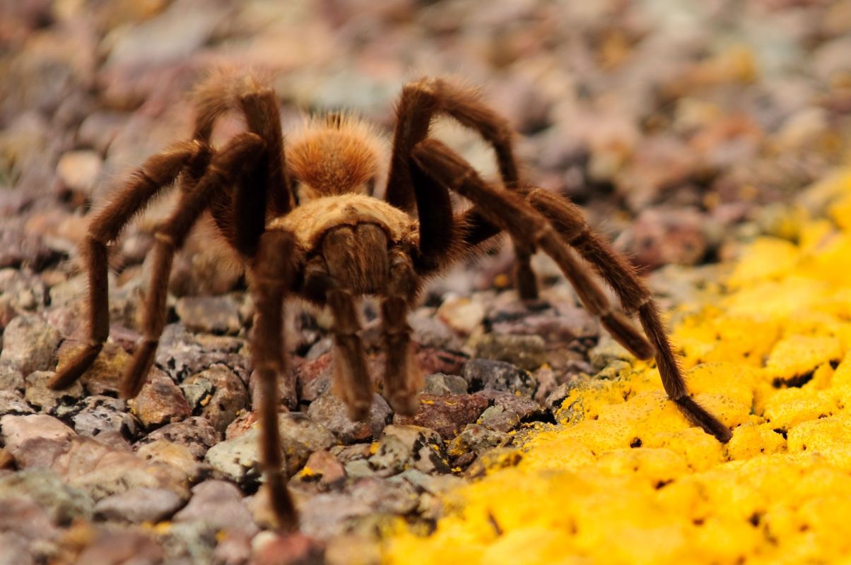A large brown tarantula walks across a gravel surface.