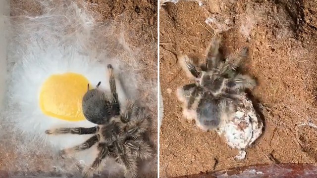 A close-up of a tarantula interacting with its egg sac and surrounding webbing in a terrarium setting.