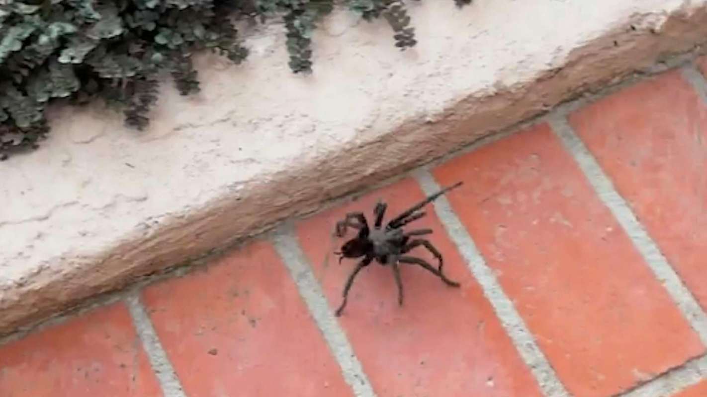A large spider crawling on a brick surface next to a textured wall and some greenery.