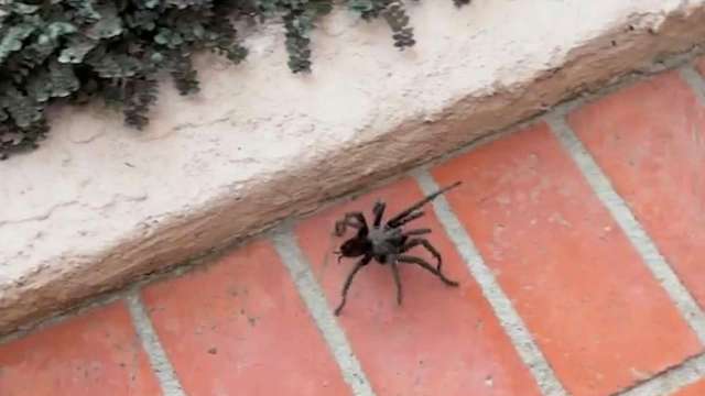A large spider crawling on a brick surface next to a textured wall and some greenery.