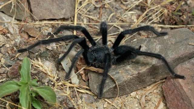 A large black spider with long legs is resting on rocky ground amidst dry grass and small plants.
