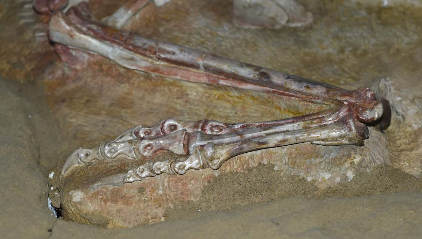 A dinosaur fossil.