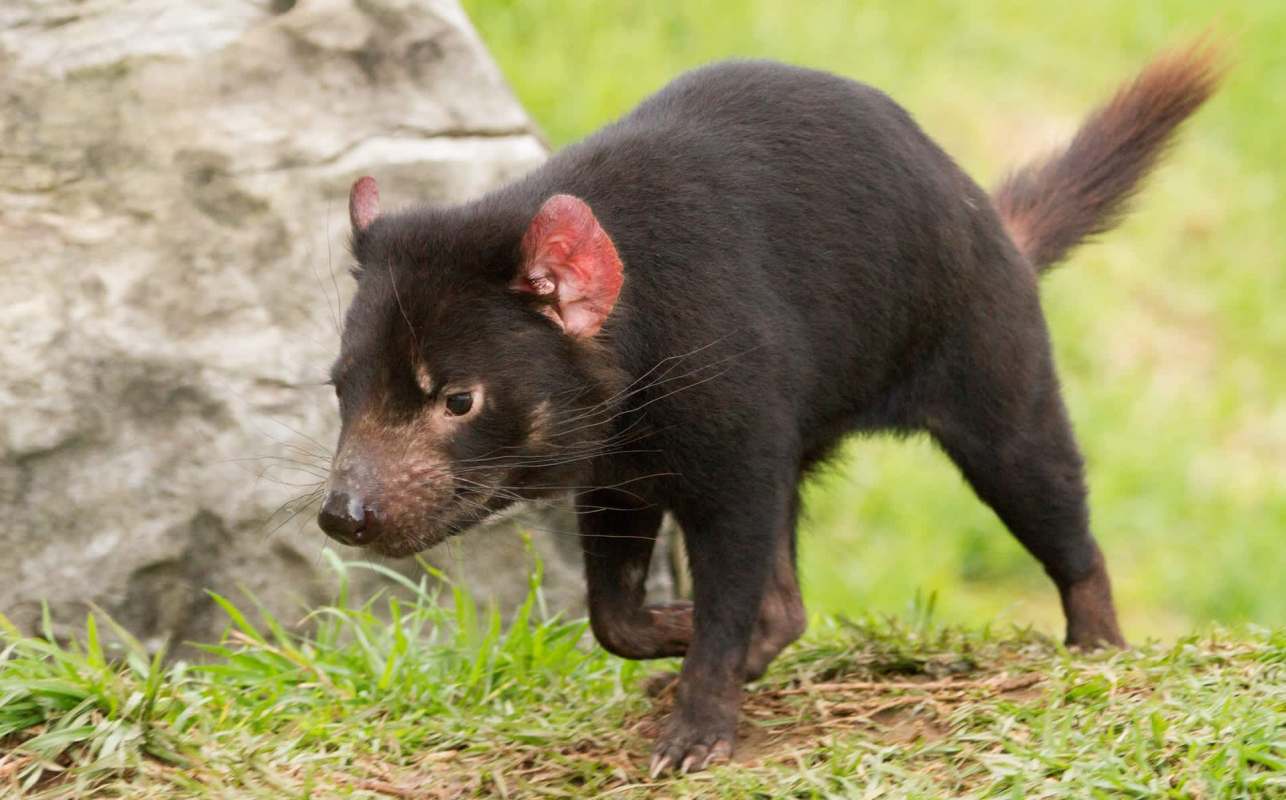 A Tasmanian devil walking on grassy ground near a rocky surface.