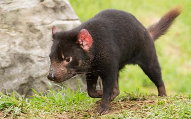 A Tasmanian devil walking on grassy ground near a rocky surface.
