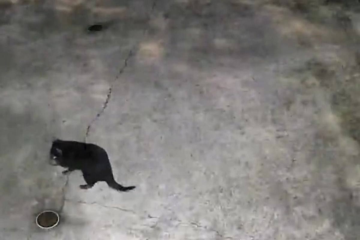 A Tasmanian devil stands on a concrete surface near a food bowl.