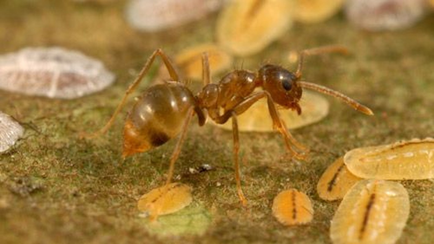 A close-up of a small tawny red ant on a surface with oval-shaped eggs nearby.