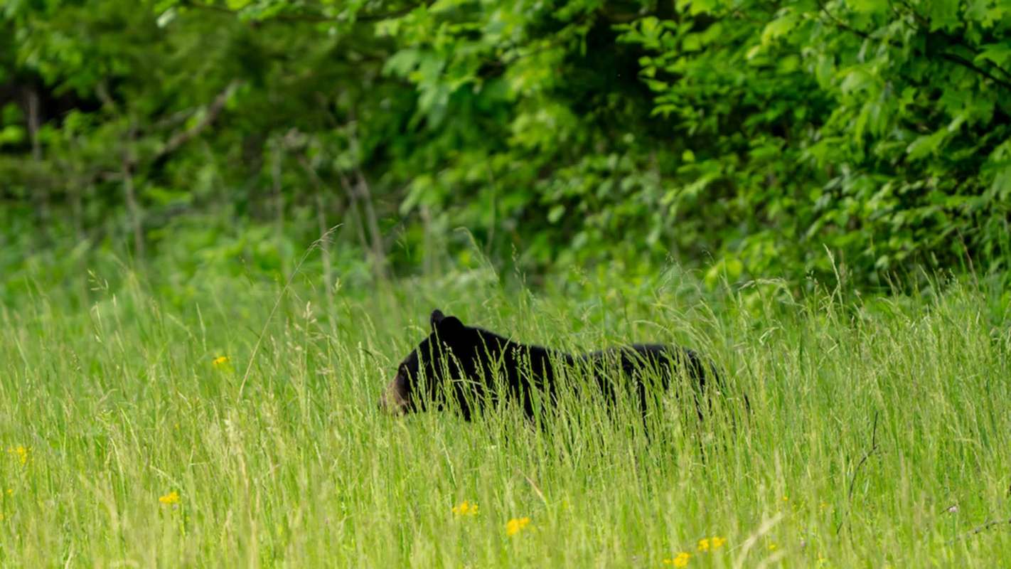 A black bear partially hidden in tall grass among green foliage.