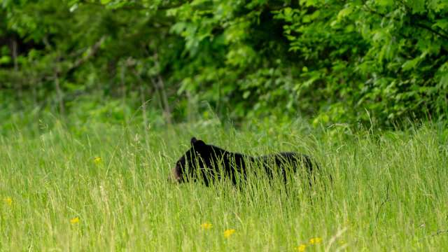 A black bear partially hidden in tall grass among green foliage.