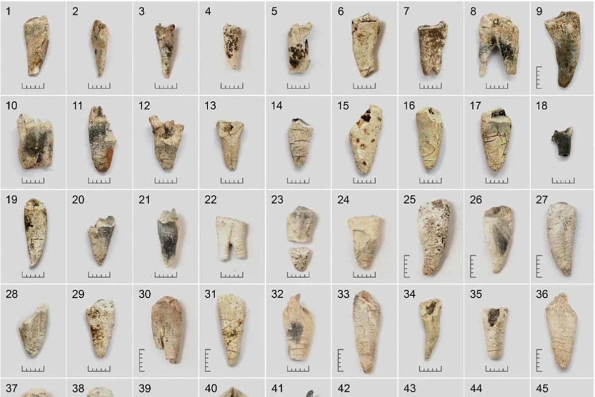 A grid of various ancient teeth fossils displayed on a neutral background with measurement scales.