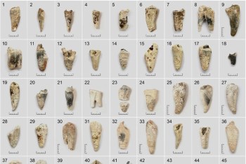 A grid of various ancient teeth fossils displayed on a neutral background with measurement scales.