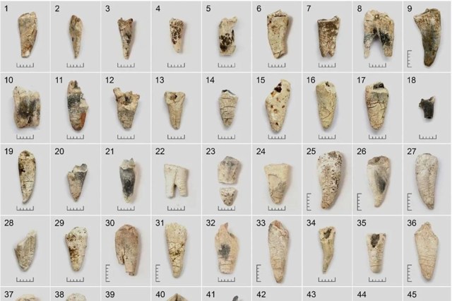 A grid of various ancient teeth fossils displayed on a neutral background with measurement scales.