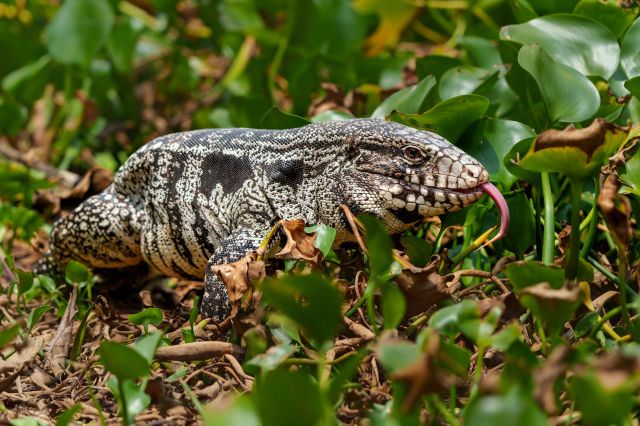 A tegu lizard sitting in plants and twigs.