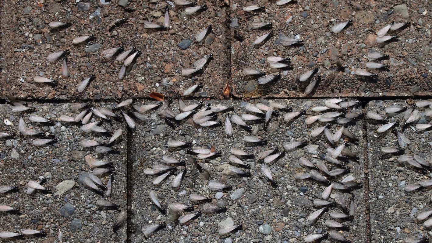 A close-up of asphalt and paving stones covered with many discarded termite wings.
