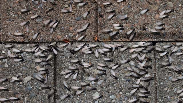 A close-up of asphalt and paving stones covered with many discarded termite wings.