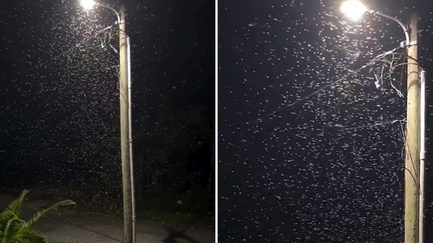A streetlight illuminates a swarm of small insects in a dark nighttime setting.