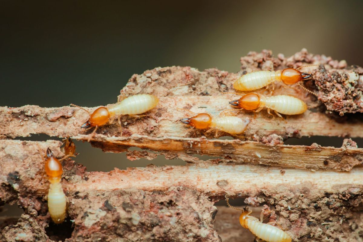 Several termites on a piece of wood.