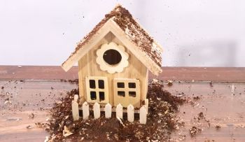 A wooden birdhouse surrounded by termites.