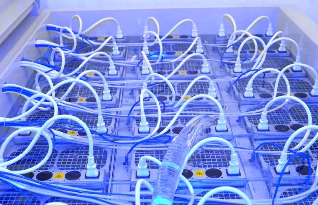A network of interconnected cooling units with numerous blue and white tubing across a surface.