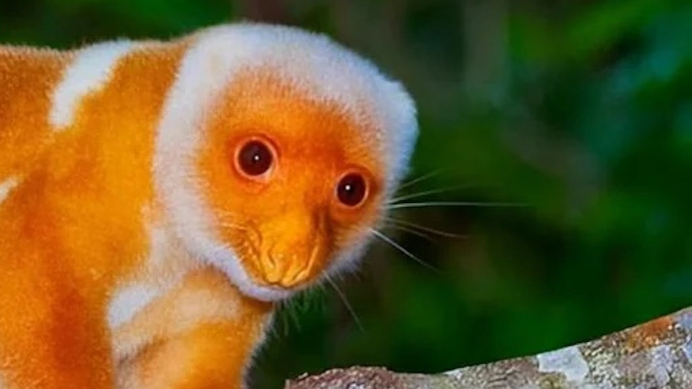 An orange and white cuscus perched on a branch.