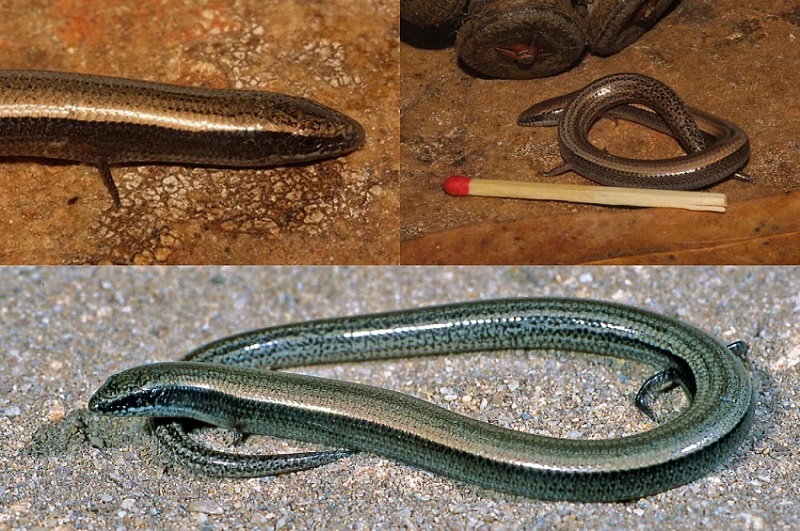 A small, brown skink curled around a matchstick on a textured surface.