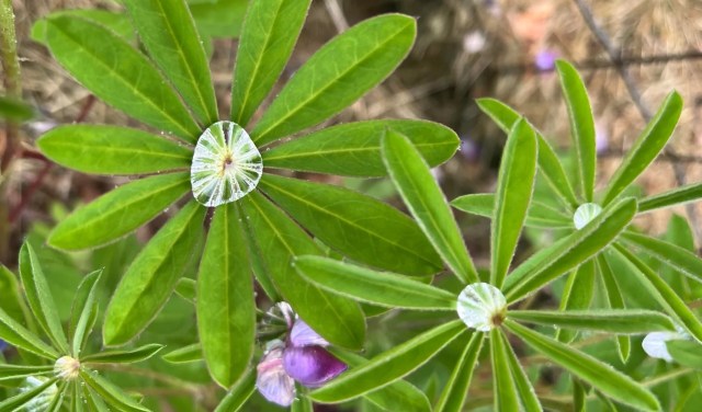 Close-up of vibrant green lupine leaves with water droplets and small purple flowers in a natural setting.