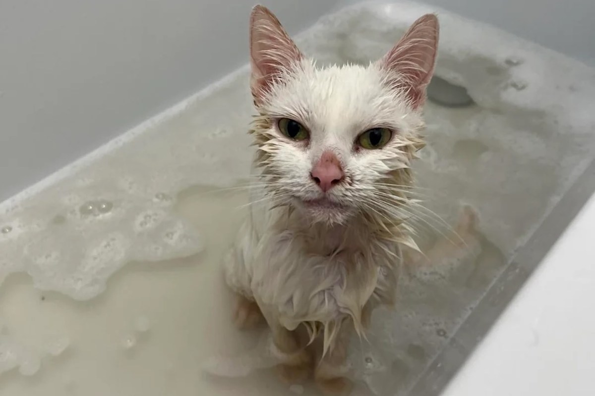 A soaked white cat sitting in a bathtub filled with soapy water, looking directly at the camera.